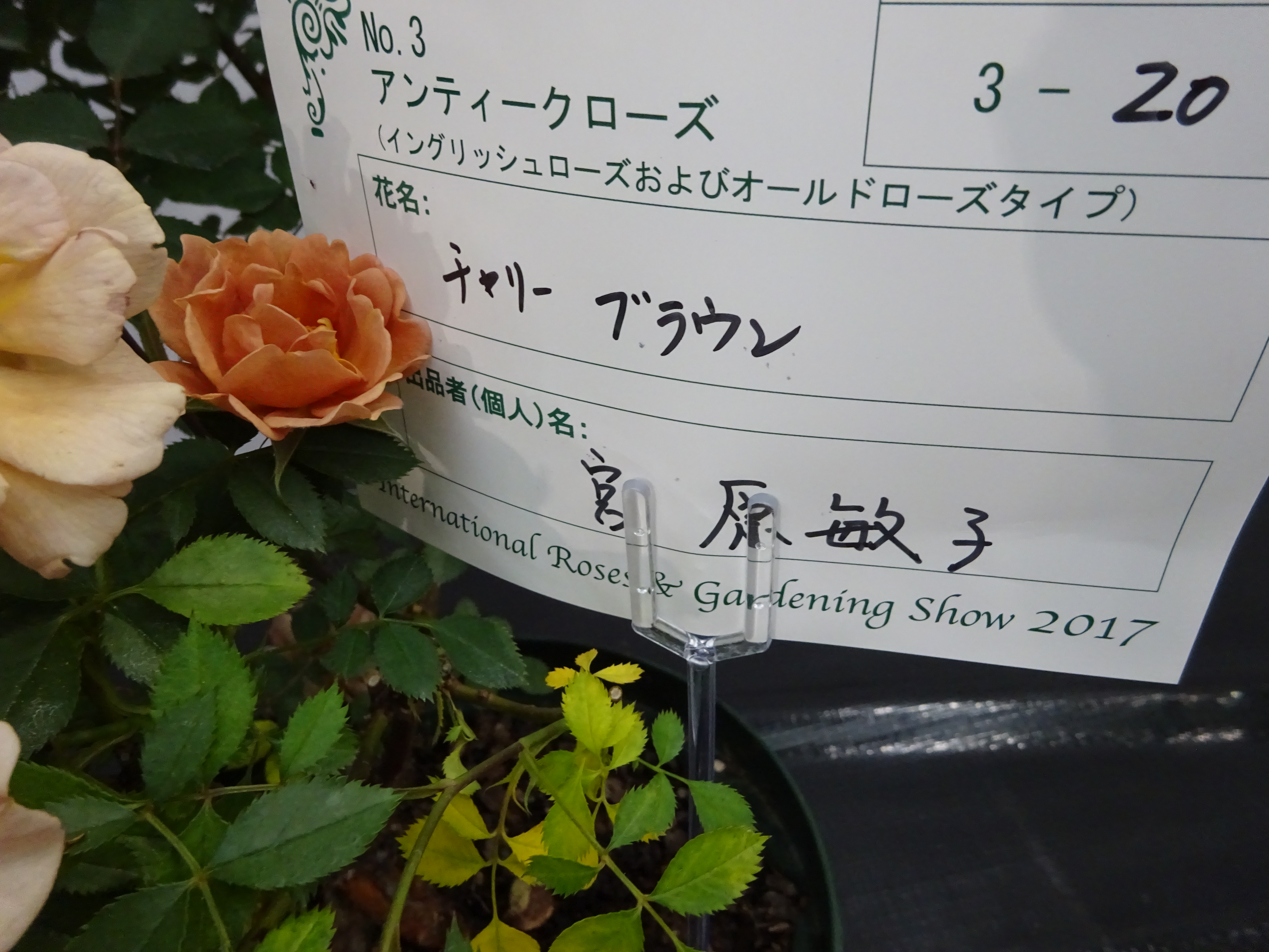 1181216